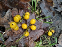 Loranthus europaeus