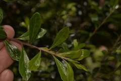 Leionema elatius beckleri