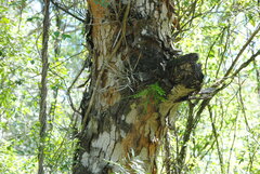 Gleditsia amorphoides