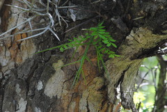 Gleditsia amorphoides
