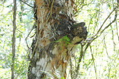 Gleditsia amorphoides