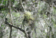 Tillandsia recurvifolia