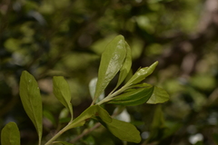 Leionema elatius beckleri