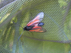 Zygaena osterodensis