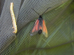 Zygaena osterodensis