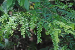 Gleditsia amorphoides