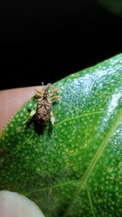 Stephanorhynchus curvipes