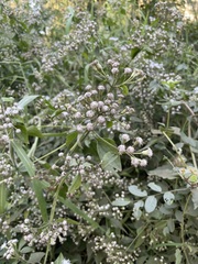 Eupatorieae