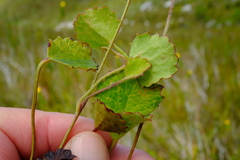 Centella eriantha