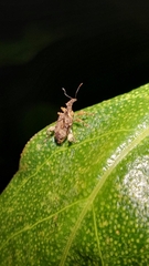 Stephanorhynchus curvipes