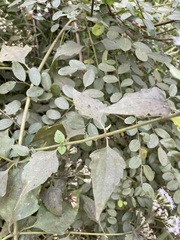 Eupatorieae