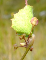 Centella eriantha