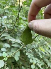 Eupatorieae