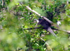 Coccyzus melacoryphus