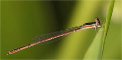 Agriocnemis argentea