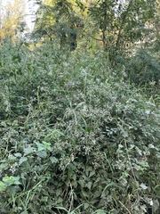 Eupatorieae