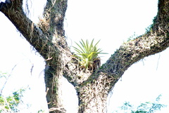 Aechmea distichantha