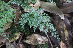 Dryopteris diffracta