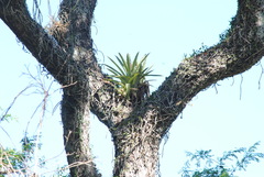 Aechmea distichantha
