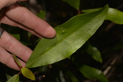 Elaeocarpus holopetalus