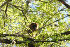 Alouatta caraya