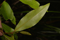 Elaeocarpus holopetalus