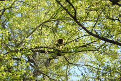 Alouatta caraya