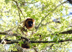 Alouatta caraya
