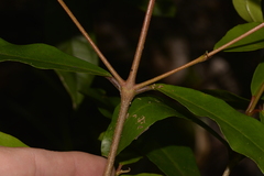 Elaeocarpus holopetalus