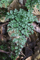 Dryopteris diffracta