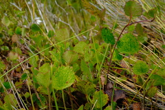 Centella eriantha