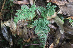Dryopteris diffracta
