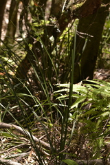 Lomandra spicata