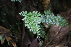 Dryopteris diffracta