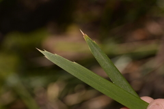 Lomandra spicata