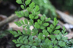 Dryopteris diffracta