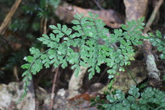 Dryopteris diffracta