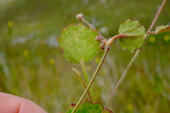 Centella eriantha