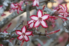 Adenium multiflorum