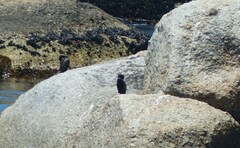 Microcarbo coronatus