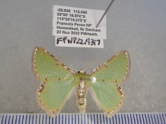 Eucyclodes buprestaria