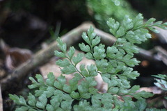 Dryopteris diffracta