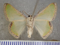 Eucyclodes buprestaria