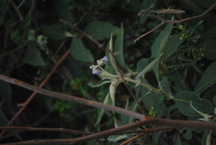 Solanum granulosoleprosum