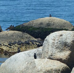 Microcarbo coronatus