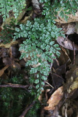 Dryopteris diffracta