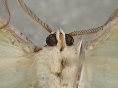 Eucyclodes buprestaria