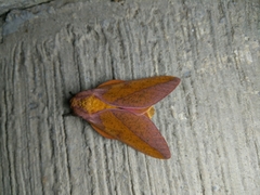 Syssphinx bisecta