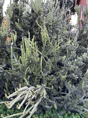 Artemisia pycnocephala