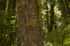 Dendrobium falcorostrum